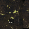 Jack Wolfskin TEEN AOP FLEECE K - Midlayer at PeakStyle